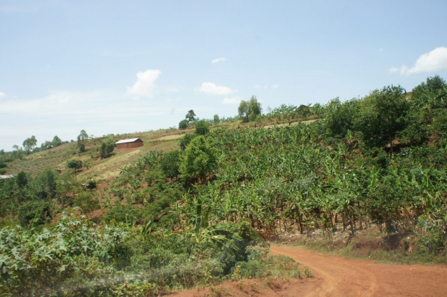 ウガンダ・女児家族が住む付近の丘で。