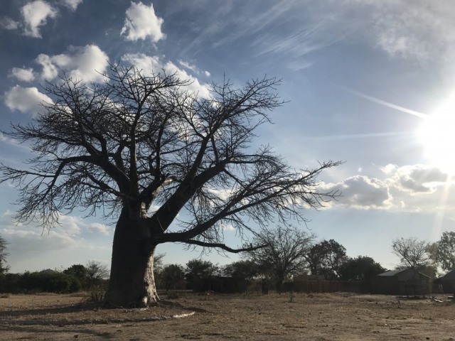 マラウイ・バオバブの木
